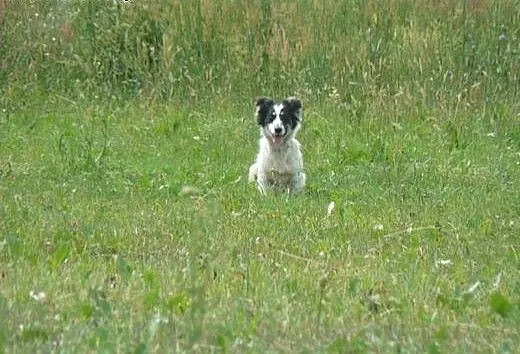 Dzidek- maluch do adopcji, warmińsko-mazurskie Ol