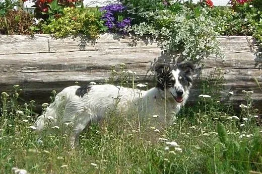 Dzidek- maluch do adopcji,  warmińsko-mazurskie Ol