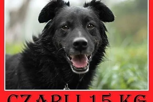15kg,przyjazny,energiczny,łagodny średni piesek CZARLI.Adopcja,  małopolskie Kraków