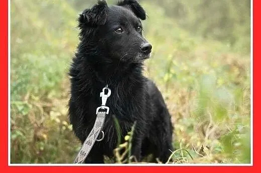 15kg,przyjazny,energiczny,łagodny średni piesek CZ