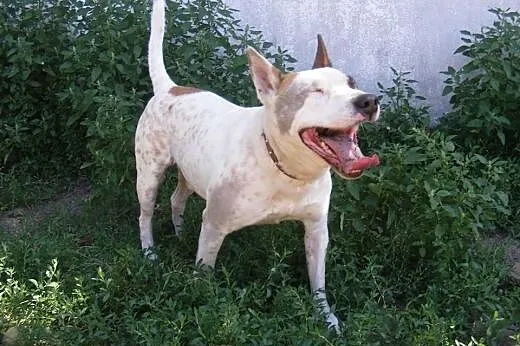 ROCKY radosny psiak w typie TTB szuka domu ,  wiel