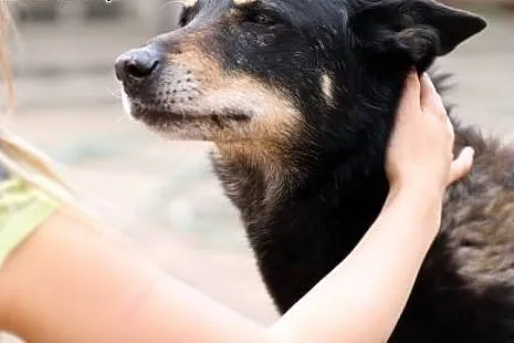 Dodo pilnie potrzebuje domku!!! ,  mazowieckie War