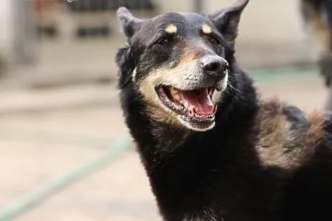 Dodo pilnie potrzebuje domku!!! ,  mazowieckie War