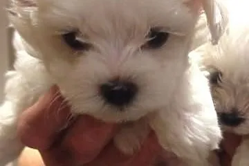 Szlachetne maltański szczenięta ce się do dyspozycji nowego domu.