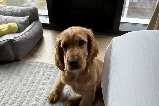 Szczeniak Cocker Spaniel Angielski