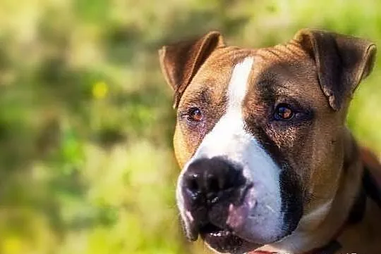 Amstaff Milo czeka na dobry dom