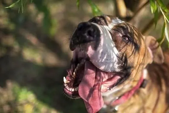 Amstaff Milo czeka na dobry dom