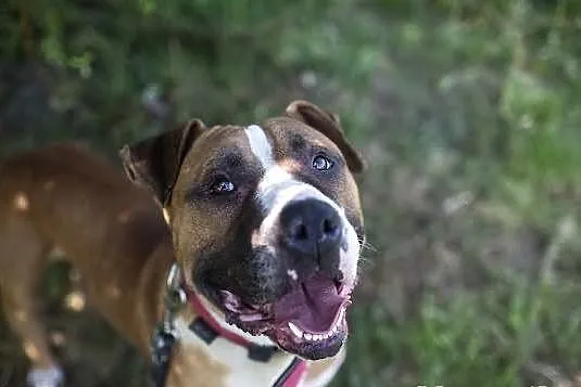 Amstaff Milo czeka na dobry dom