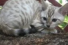 6 miesięcy Bengal kotek kobiet,  śląskie Będzin