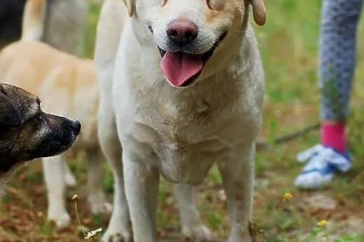 Kula- labradorka szuka domu,  Labrador retriever c