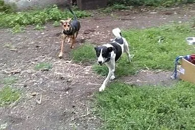 Kochający dzieci Rogal, oddany przyjaciel szuka do