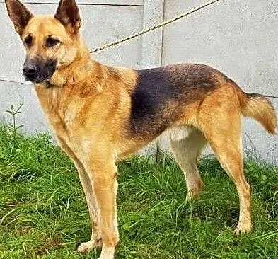 MARK - kochany, wesoły psiak w typie owczarka do adopcji, Mazowieckie, Warszawa