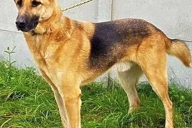 MARK - kochany, wesoły psiak w typie owczarka do adopcji, Mazowieckie, Warszawa