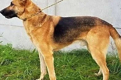 MARK - kochany, wesoły psiak w typie owczarka do adopcji, Mazowieckie, Warszawa