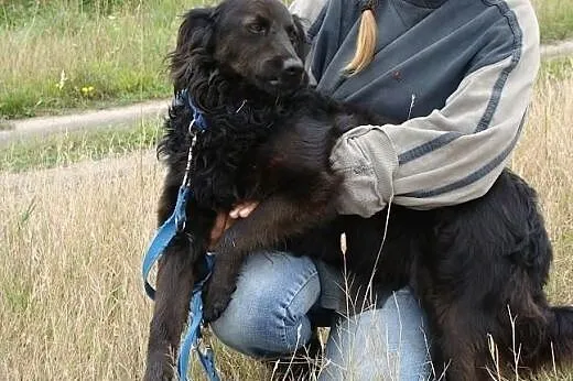 Sabuś cichutko popłakuje w kąciku swojego boksu...