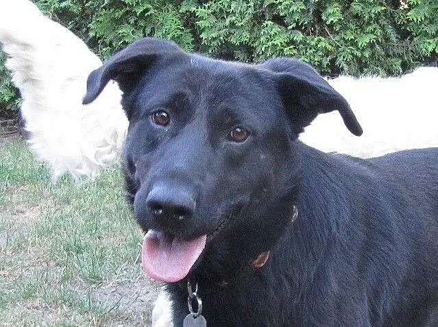 Nelson w typie labradora szuka dobrego domu