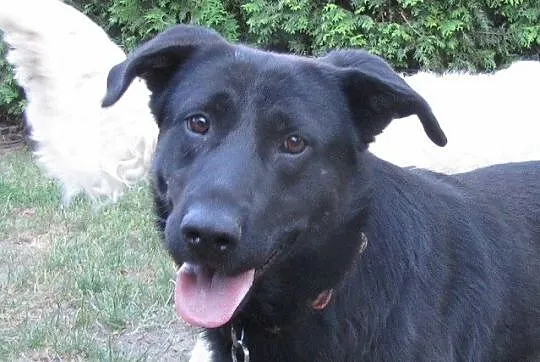 Nelson w typie labradora szuka dobrego domu