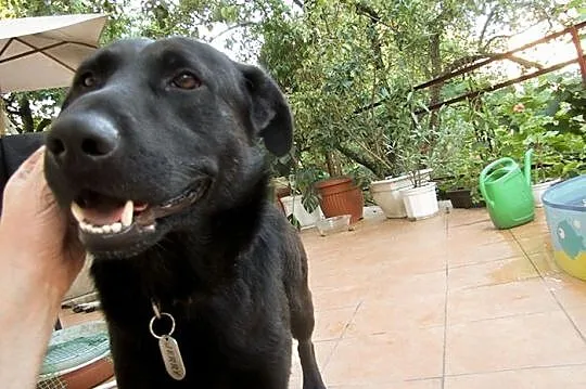 Nelson w typie labradora szuka dobrego domu
