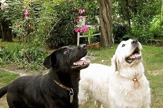 Nelson w typie labradora szuka dobrego domu