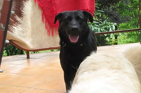 Nelson w typie labradora szuka dobrego domu