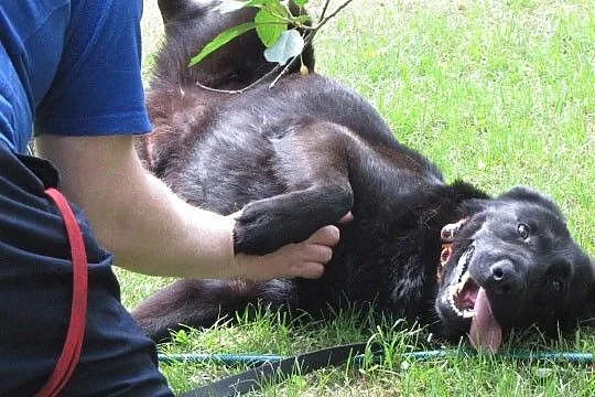 Nelson w typie labradora szuka dobrego domu