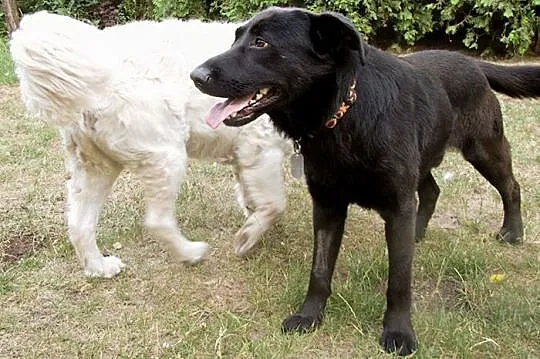 Nelson w typie labradora szuka dobrego domu
