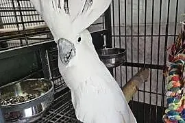 Kakadu alba