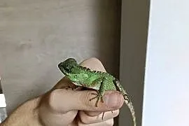 Agama rogata
