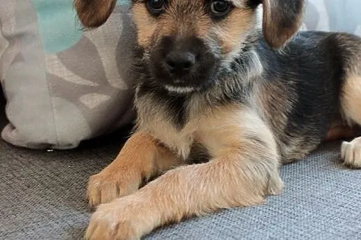 Kasi do adopcji,  śląskie Częstochowa