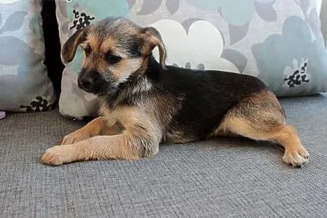 Kasi do adopcji,  śląskie Częstochowa