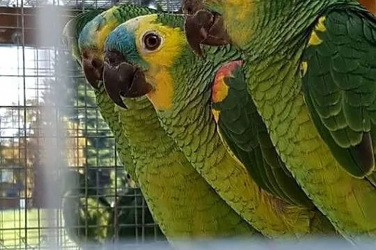 Amazonka niebieskoczelna