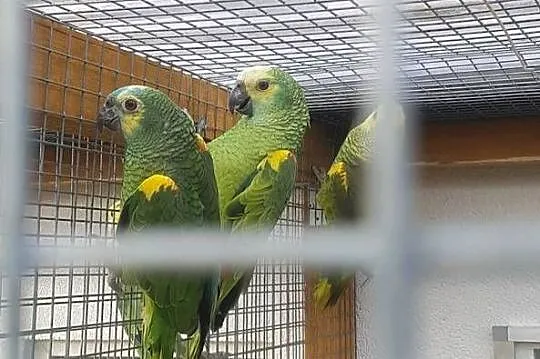 Amazonka niebieskoczelna, Śląskie, Bystra
