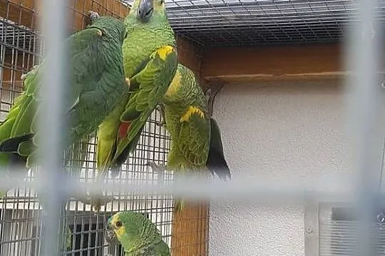 Amazonka niebieskoczelna, Śląskie, Bystra