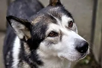 Ala smutna, nieśmiała suczka alaskan malamute szuk