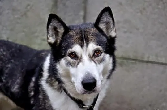 Ala smutna, nieśmiała suczka alaskan malamute szuk