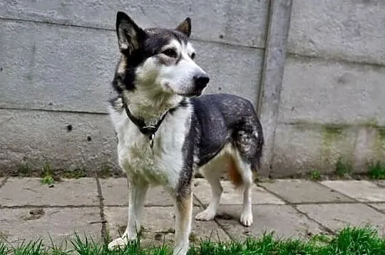 Ala smutna, nieśmiała suczka alaskan malamute szuk