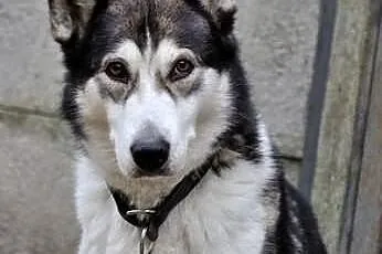 Ala smutna, nieśmiała suczka alaskan malamute szuk