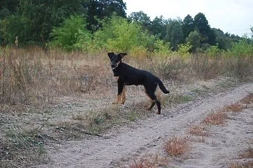 Masza- 4-m-czna sunia szuka kochającego domku,  ma