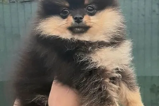 Szpic miniaturowy pomeranian sunia
