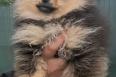 Szpic miniaturowy pomeranian sunia, Łódzkie, Pabianice