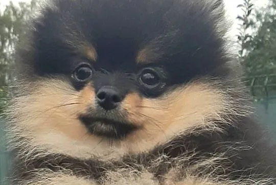 Szpic miniaturowy pomeranian sunia, Łódzkie, Pabianice