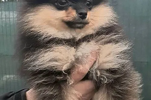 Szpic miniaturowy pomeranian sunia, Łódzkie, Pabianice