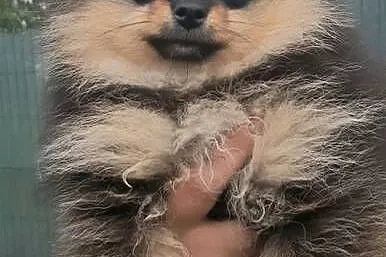 Szpic miniaturowy pomeranian sunia, Łódzkie, Pabianice