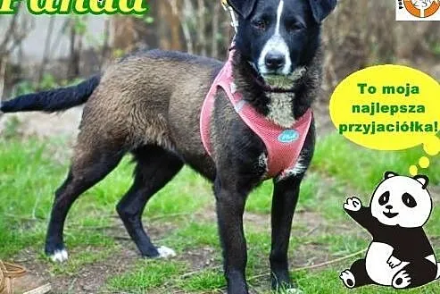 PANDA – cudowna dziewczyna, która dorastać zaczyna,  śląskie Chorzów