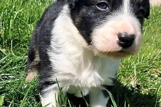 Border Collie - piesek BARRY - z hodowli NEGRESSE, Małopolskie, Porąbka Uszewska