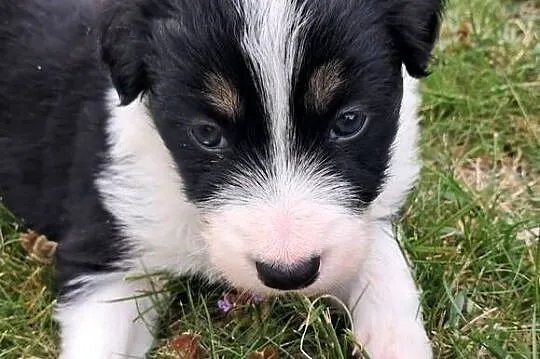 Border Collie - piesek BARRY - z hodowli NEGRESSE, Małopolskie, Porąbka Uszewska