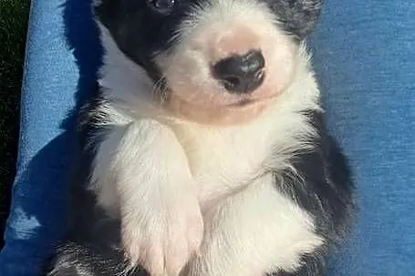 Border Collie - piesek BARRY - z hodowli NEGRESSE, Małopolskie, Porąbka Uszewska