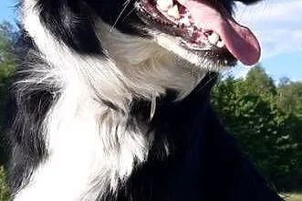 Border Collie - piesek BARRY - z hodowli NEGRESSE, Małopolskie, Porąbka Uszewska