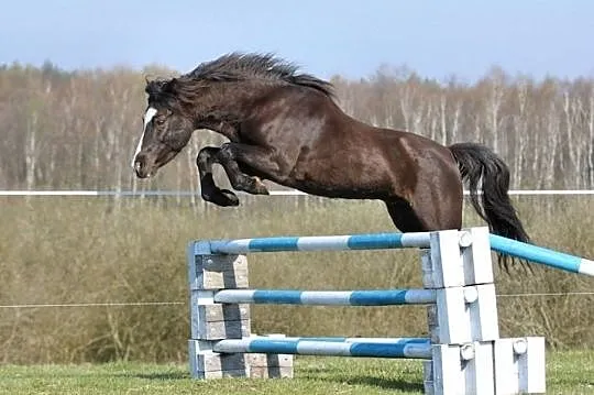 Kuc walijski sek.B Stougjeshoeve Energy, , 
