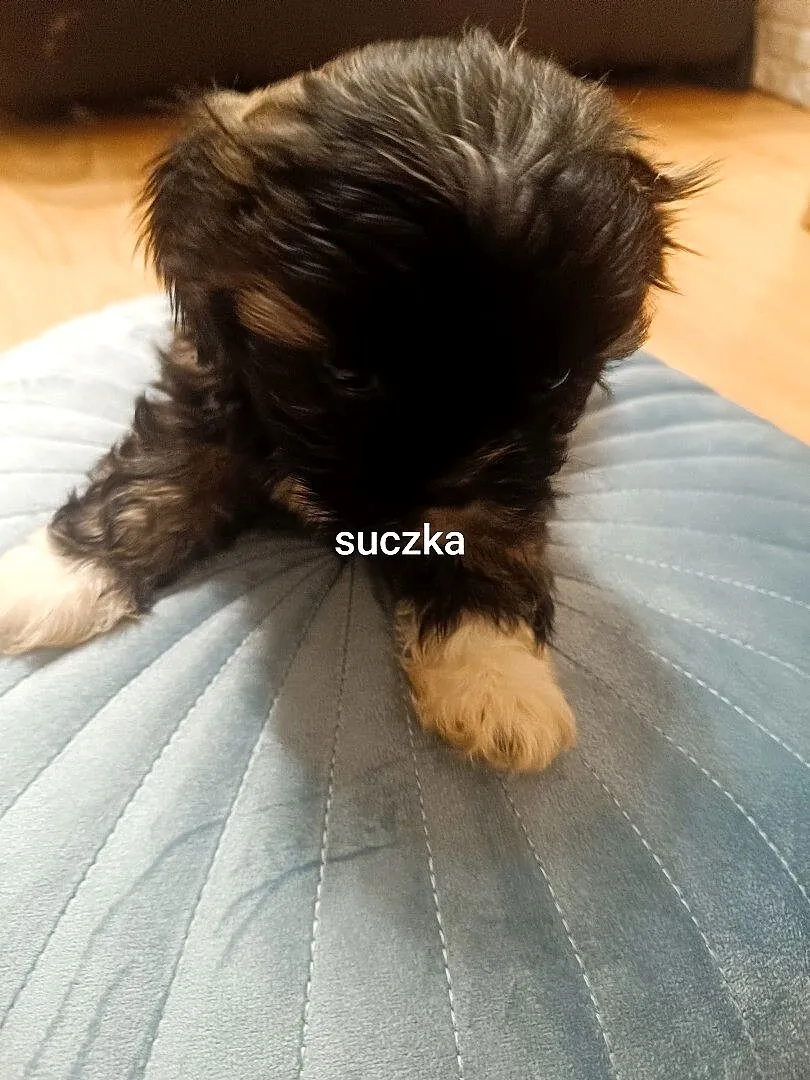 Szczeniaki Shih Tzu, Dolnośląskie, Oleśnica